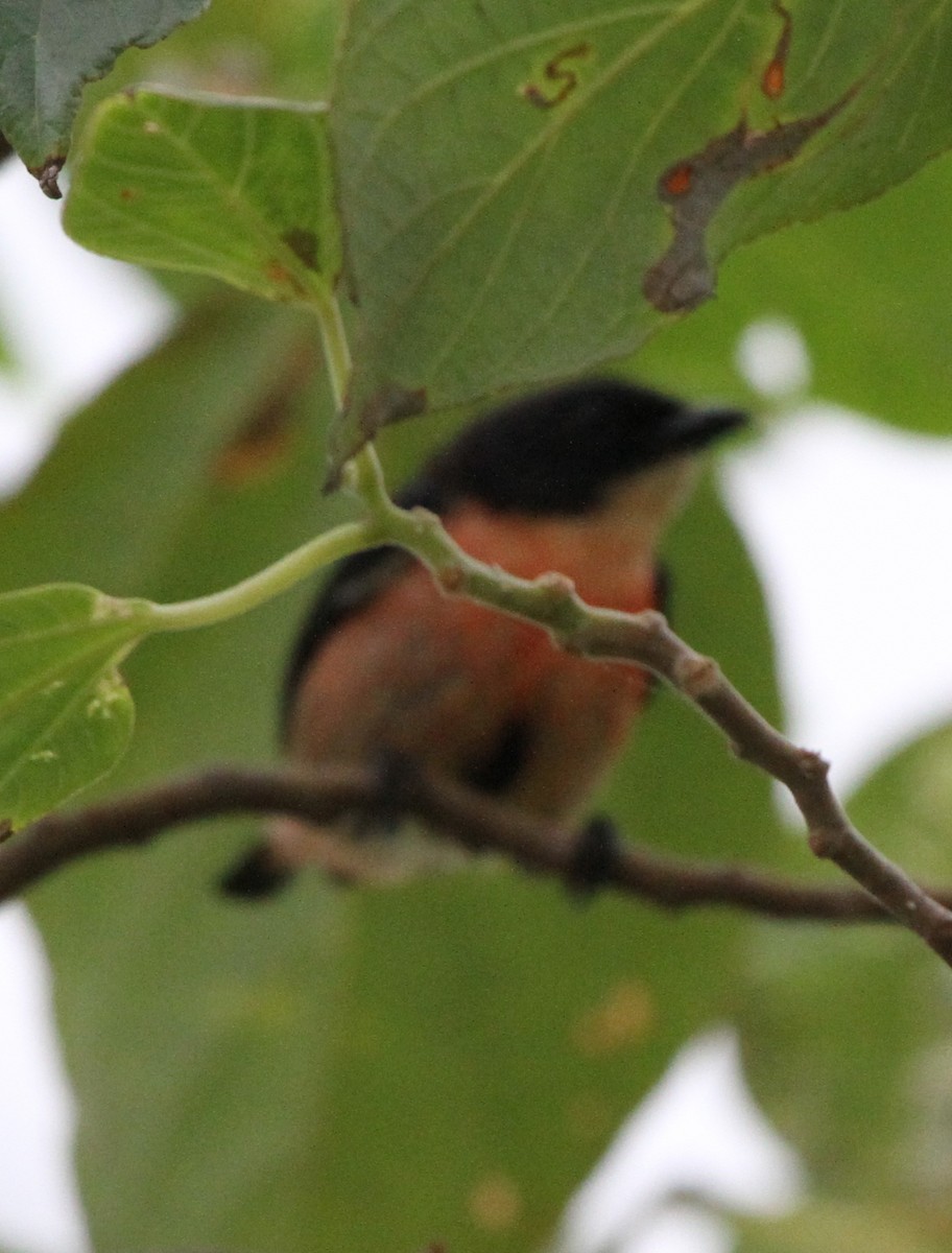 Pink-breasted Flowerpecker (Pink-breasted) - ML44382781