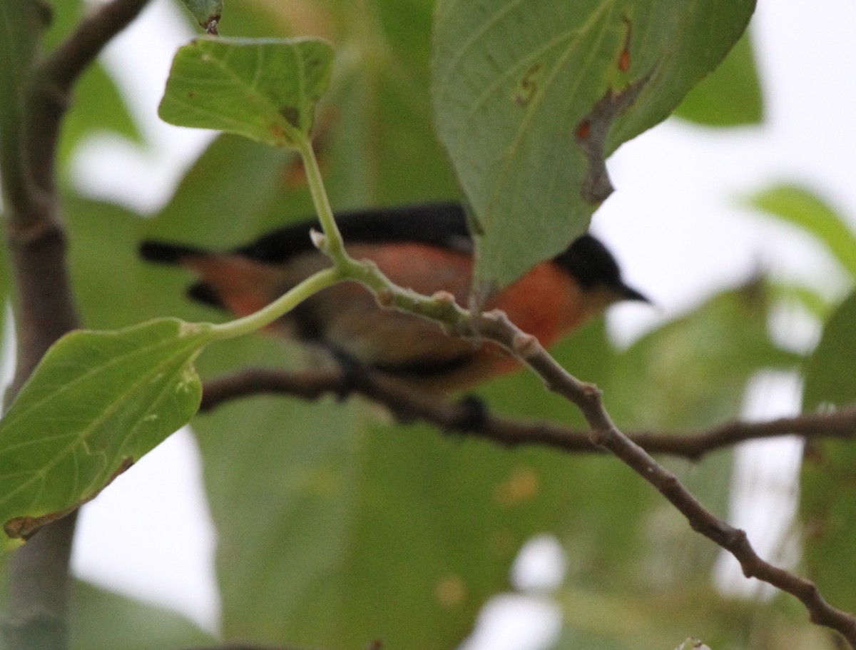 Pink-breasted Flowerpecker (Pink-breasted) - ML44382791