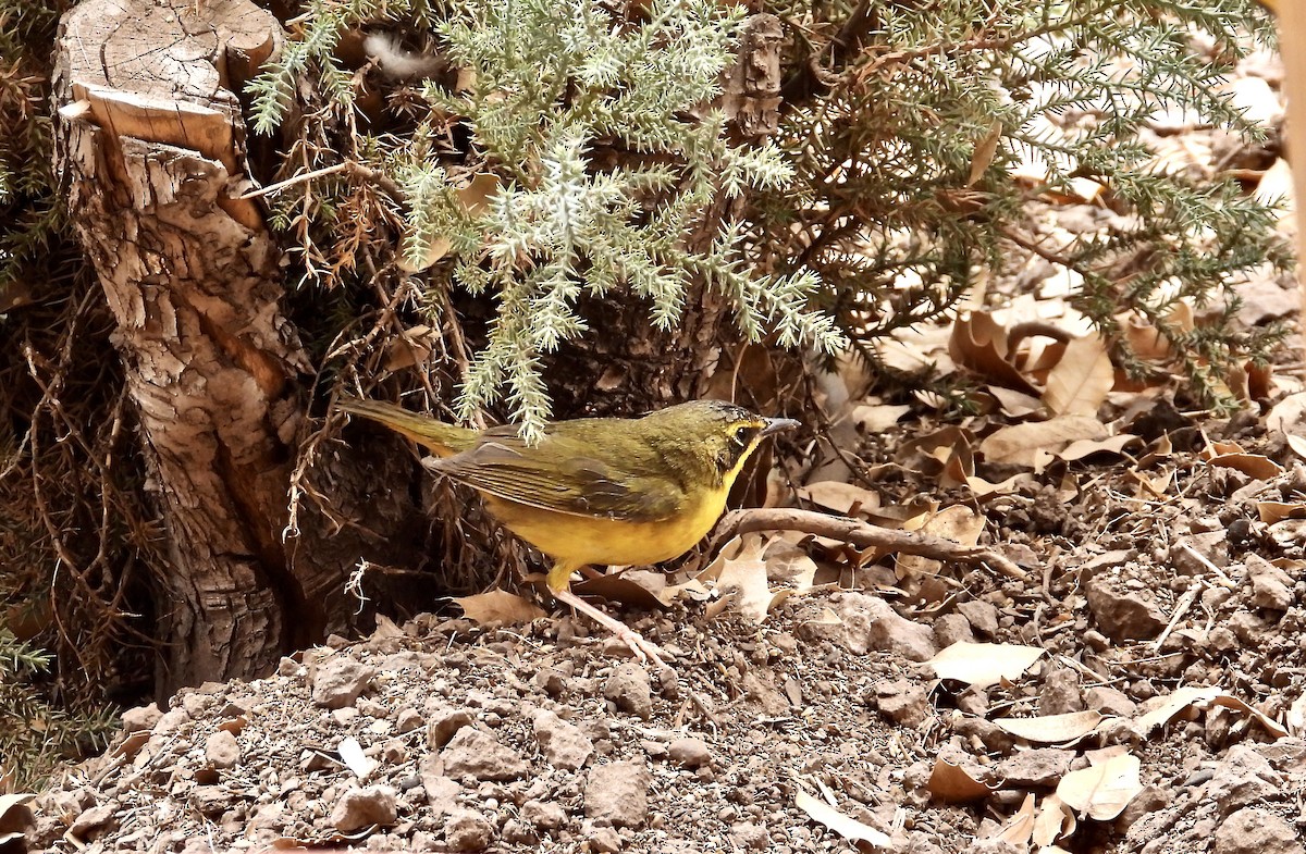 Kentucky Warbler - ML443828341