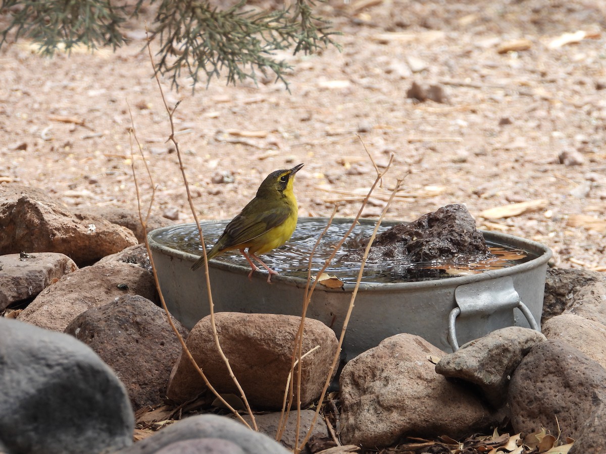 Kentucky Warbler - ML443828711