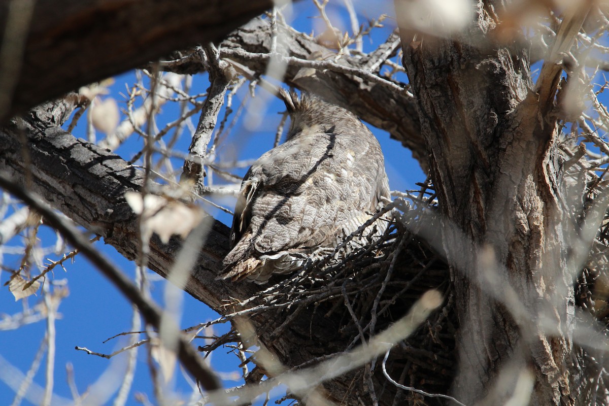 Great Horned Owl - ML443828731