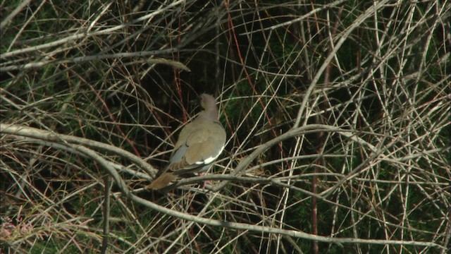 White-winged Dove - ML443829