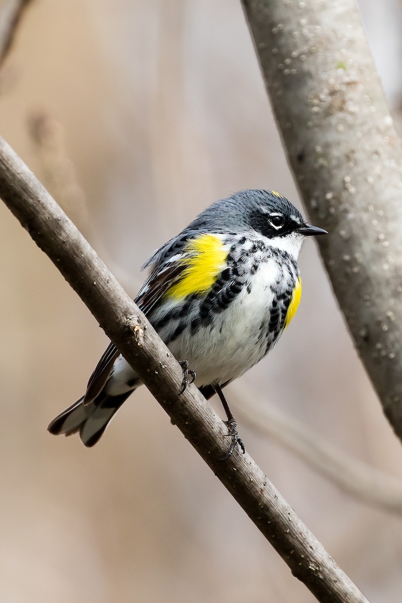 Yellow-rumped Warbler - ML443829231