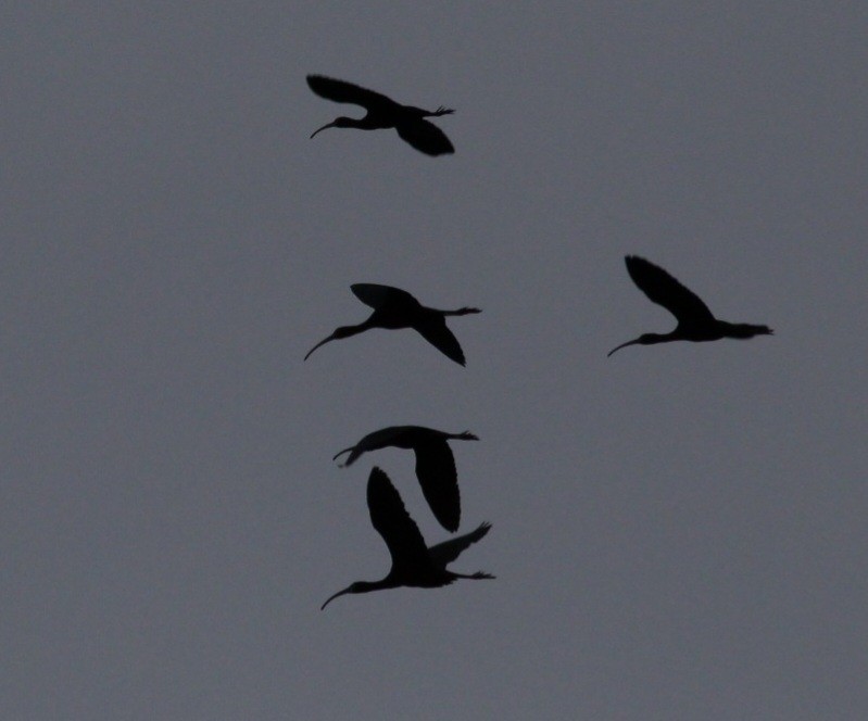 White-faced Ibis - ML443830001