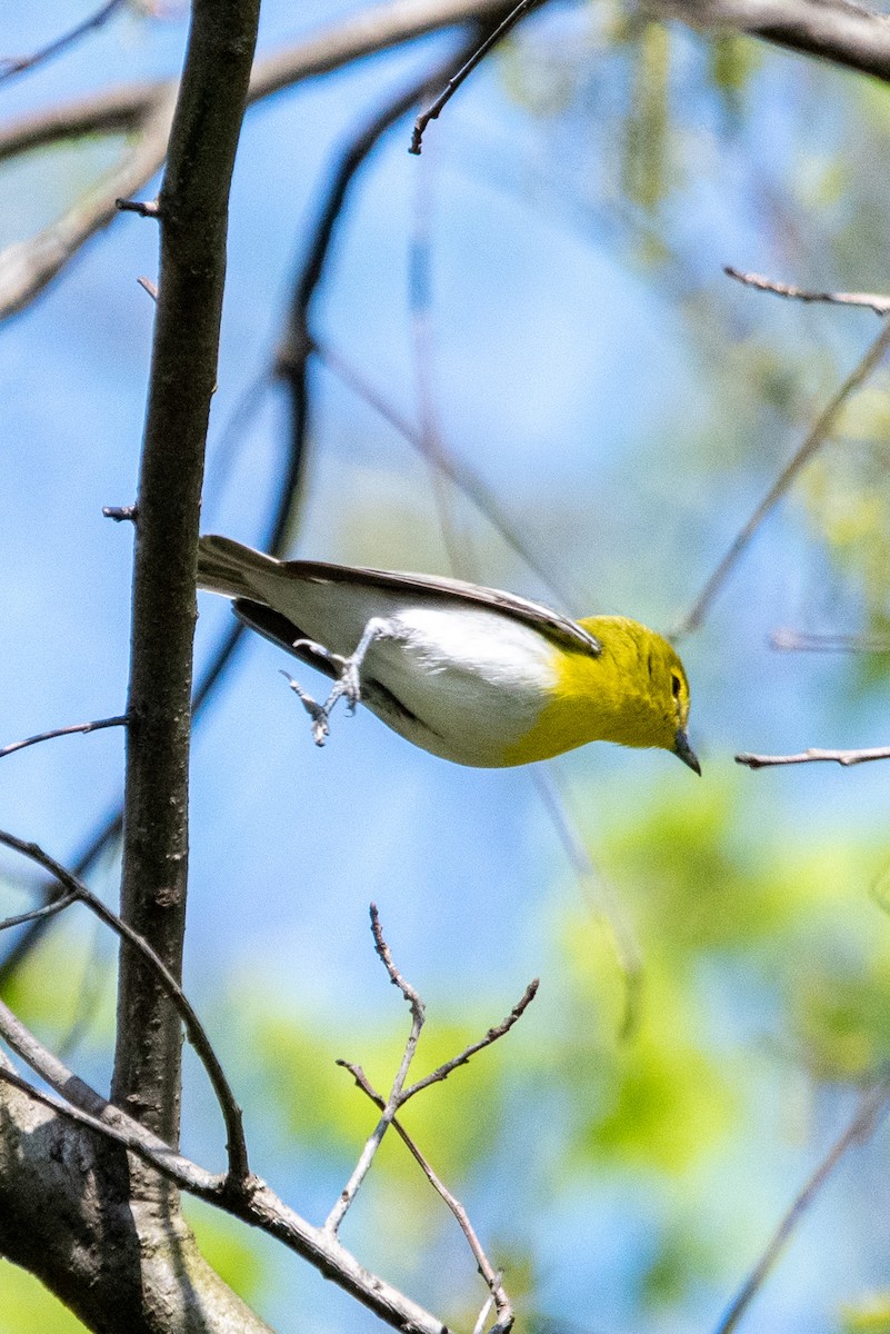 Yellow-throated Vireo - ML443830811