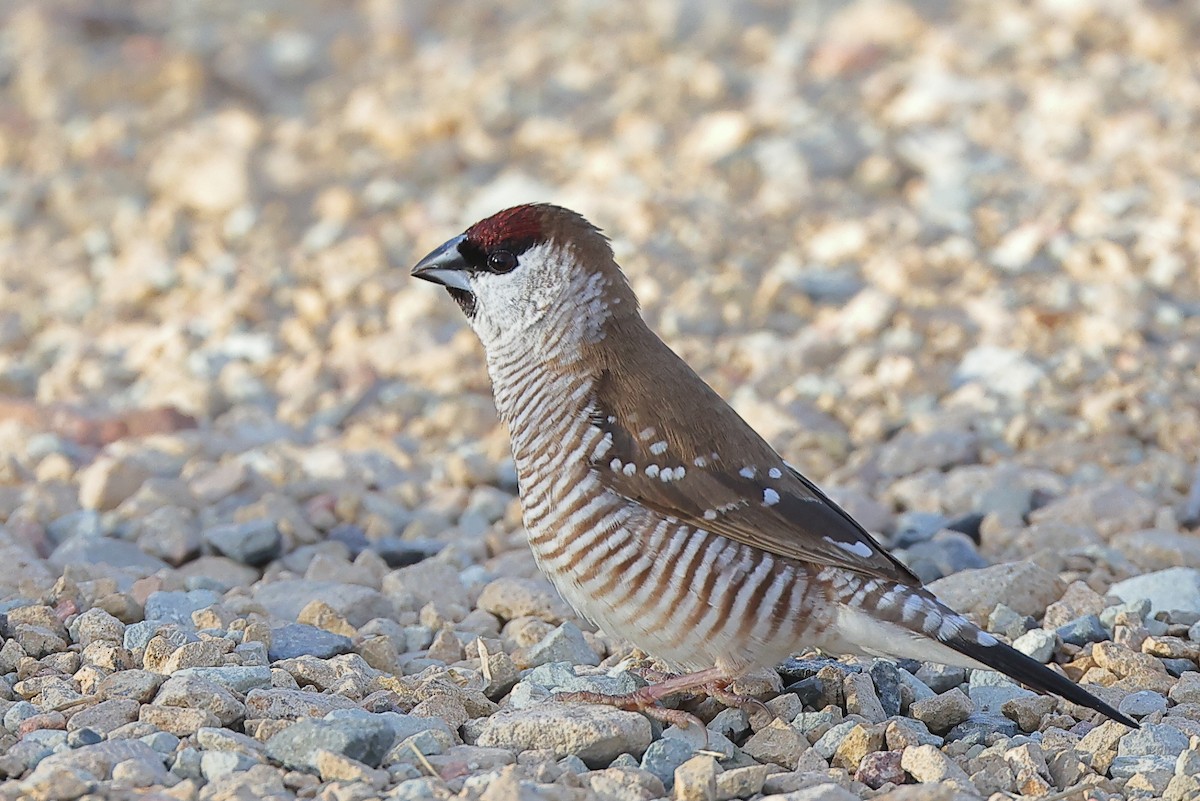 Plum-headed Finch - Tony Ashton