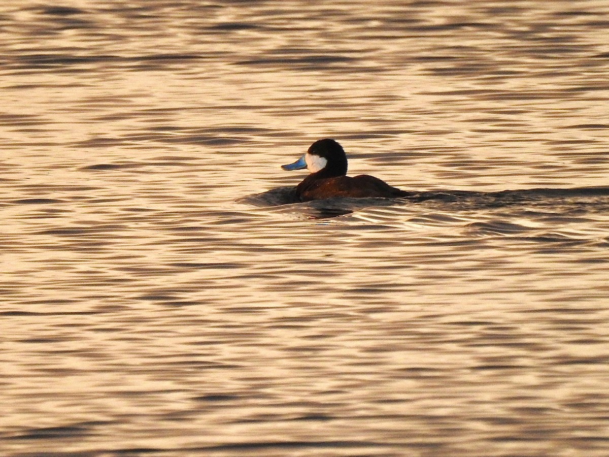 Ruddy Duck - ML443832081