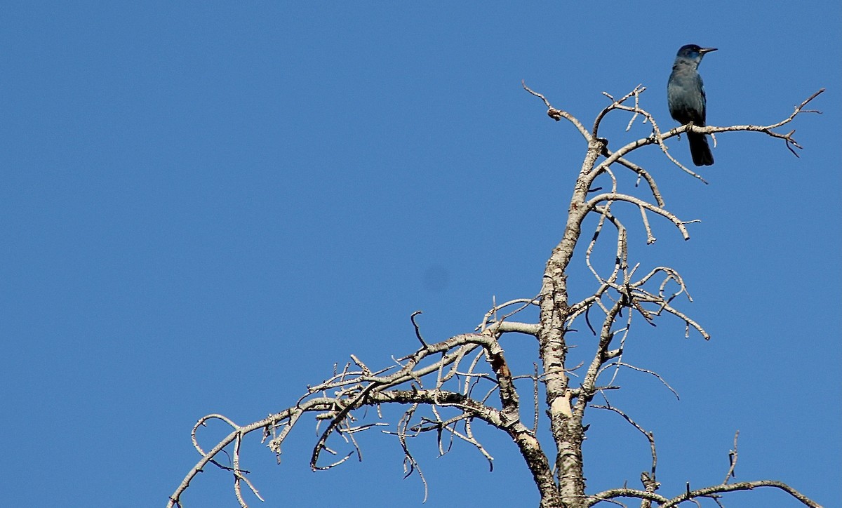 Pinyon Jay - ML443832231