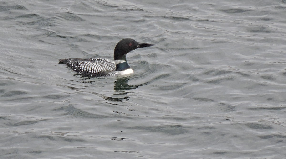 Common Loon - ML443833991