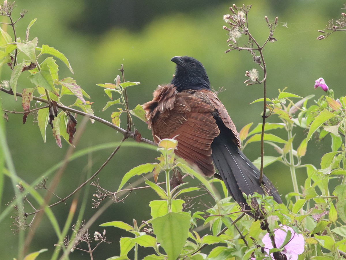 Lesser Coucal - Anonymous