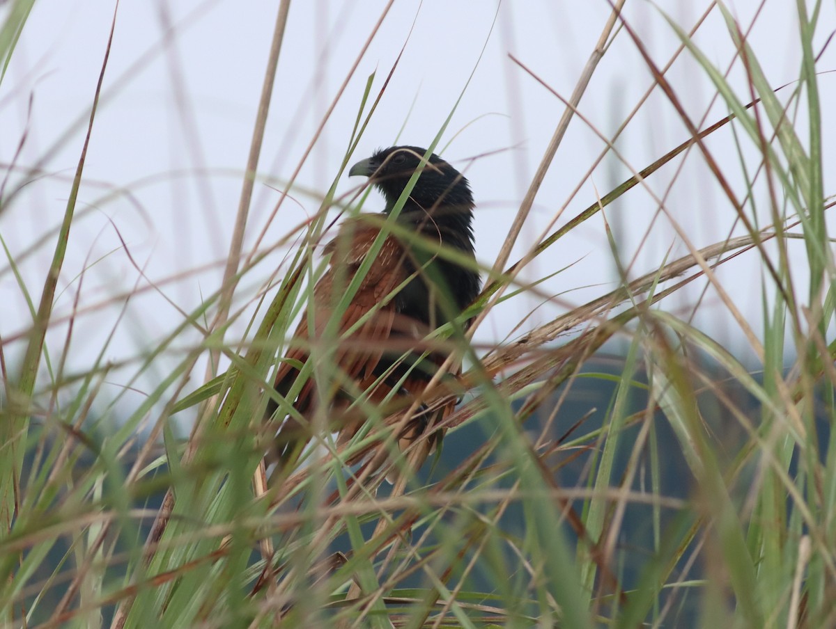 Lesser Coucal - ML443834881