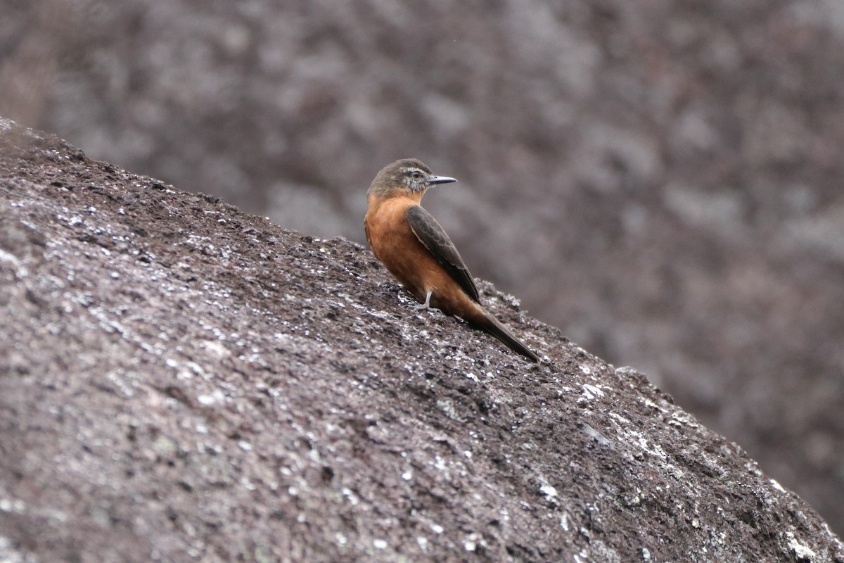 Cliff Flycatcher - ML443835431
