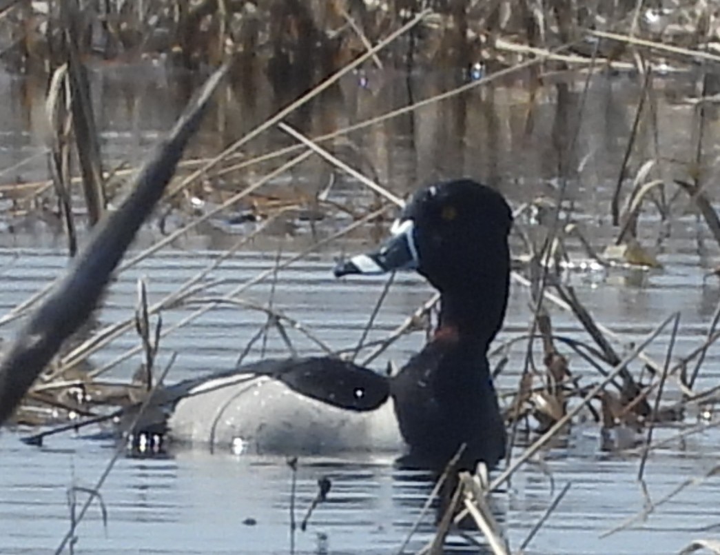 Ring-necked Duck - ML443836491