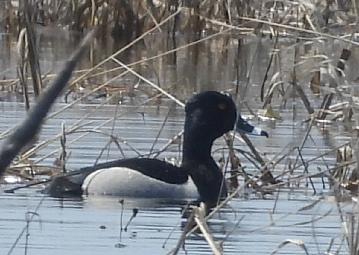 Ring-necked Duck - ML443836521