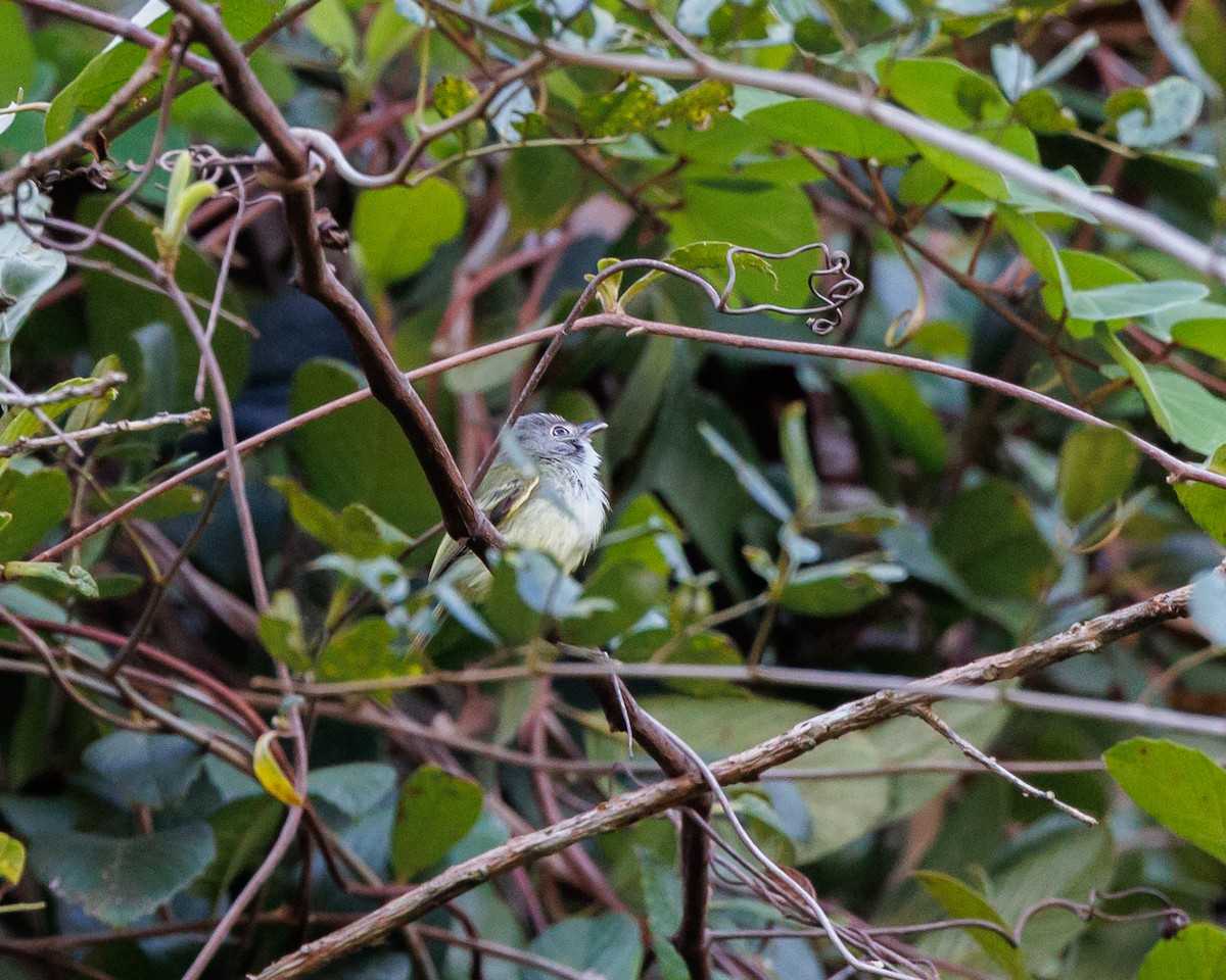 Slate-headed Tody-Flycatcher - ML443836781