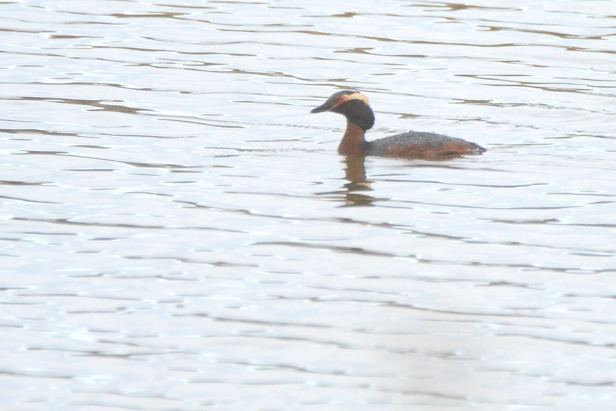 Horned Grebe - ML443837951