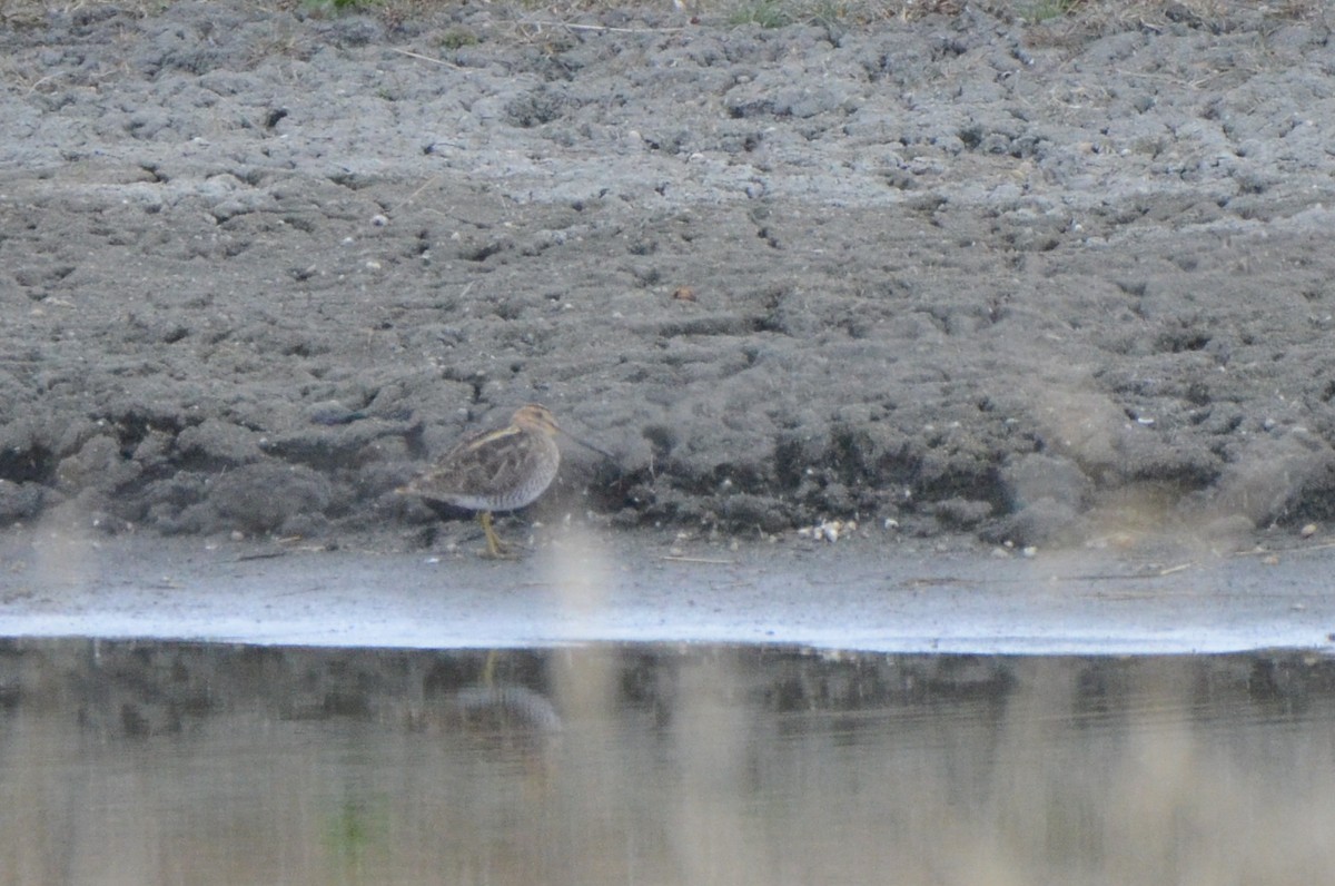 Wilson's Snipe - Asher  Warkentin