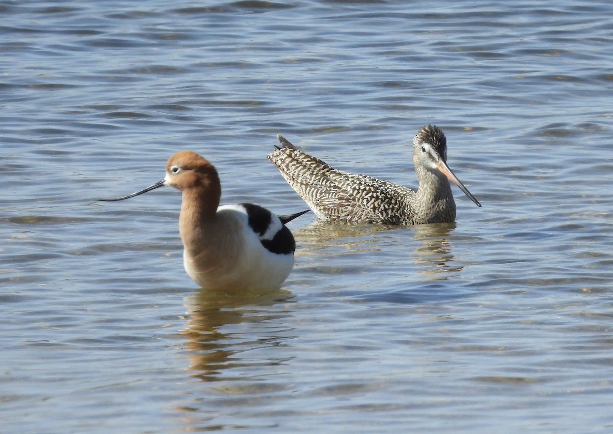 Marbled Godwit - ML443838731