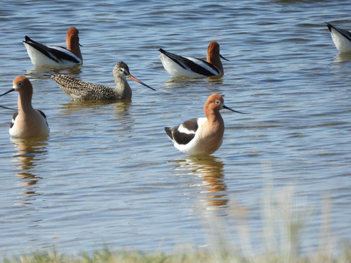 Marbled Godwit - ML443838771