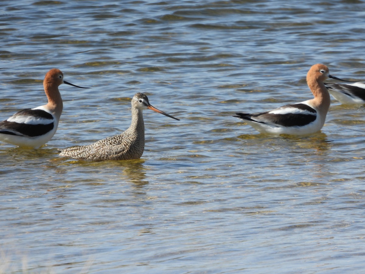 Marbled Godwit - ML443838791