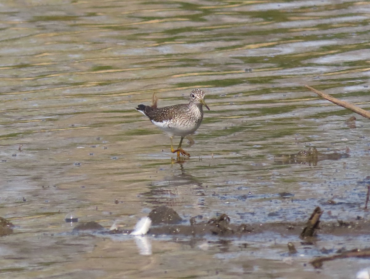 Solitary Sandpiper - ML443839521