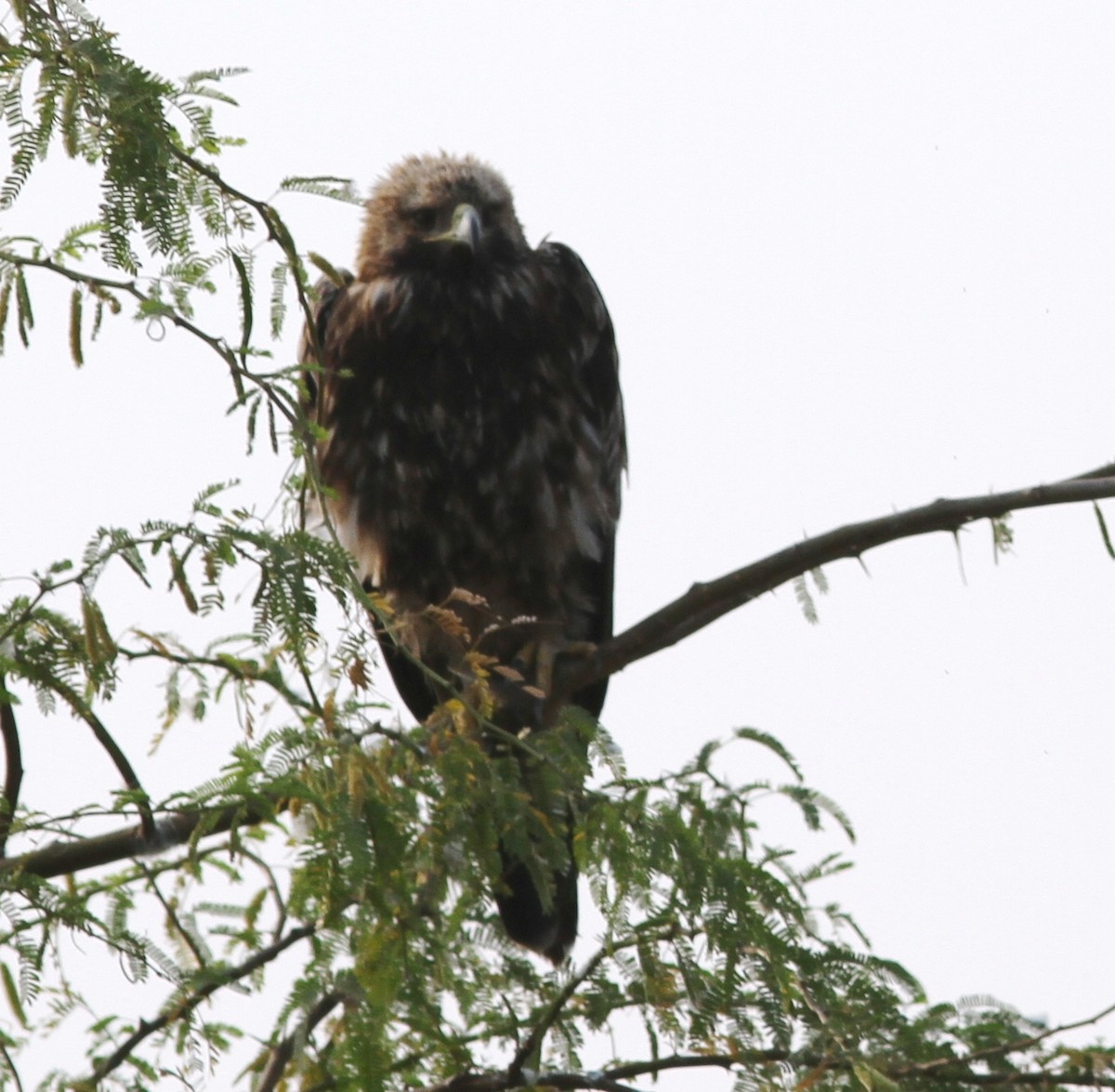 Imperial Eagle - Vikas Madhav Nagarajan