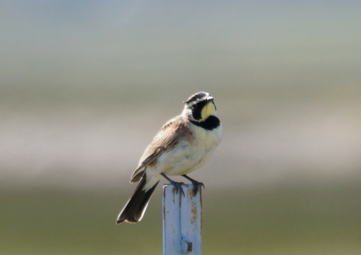 Horned Lark - ML443840581