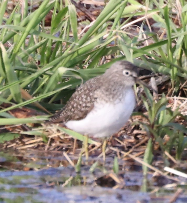 Solitary Sandpiper - David Cunningham