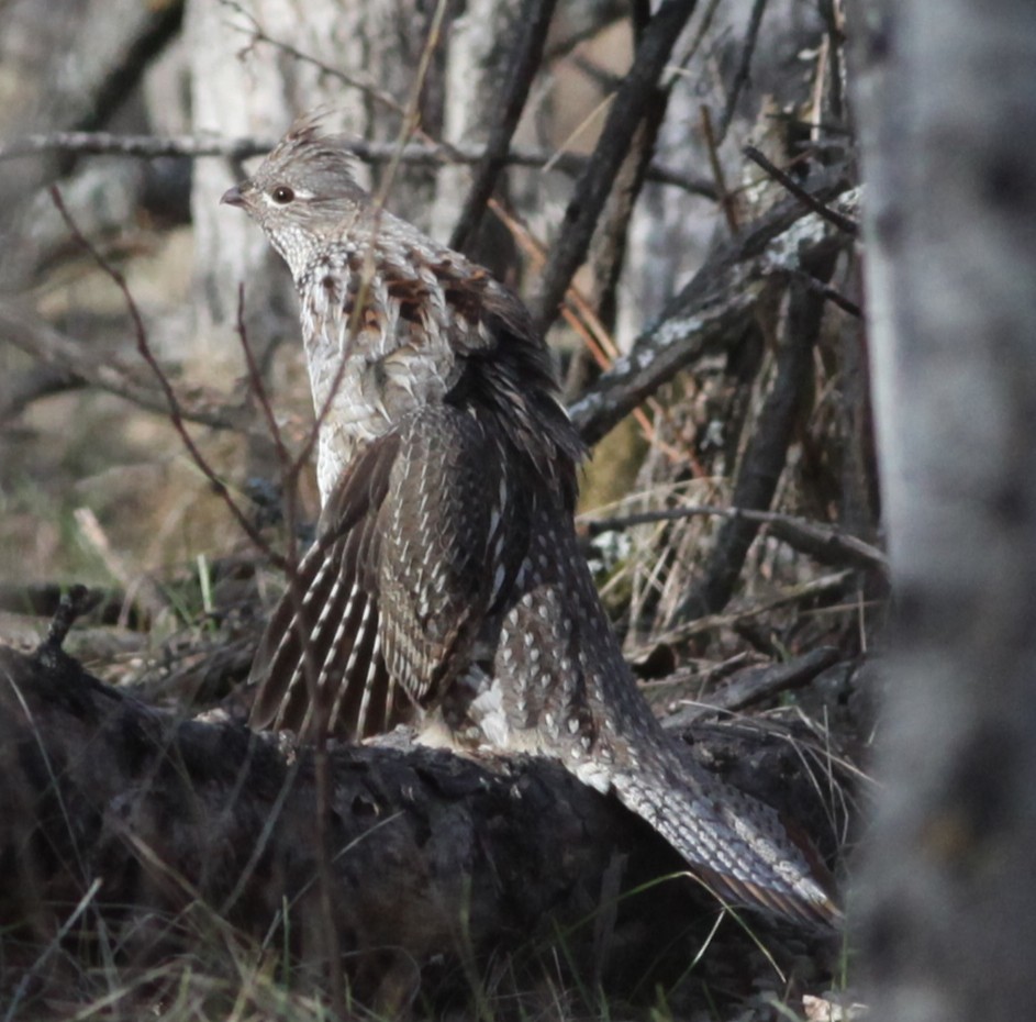 Ruffed Grouse - Irene Crosland