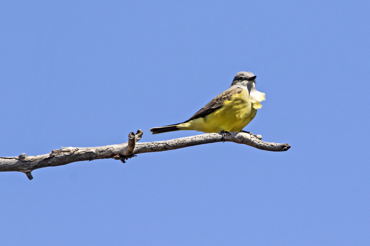 Western Kingbird - ML443843011