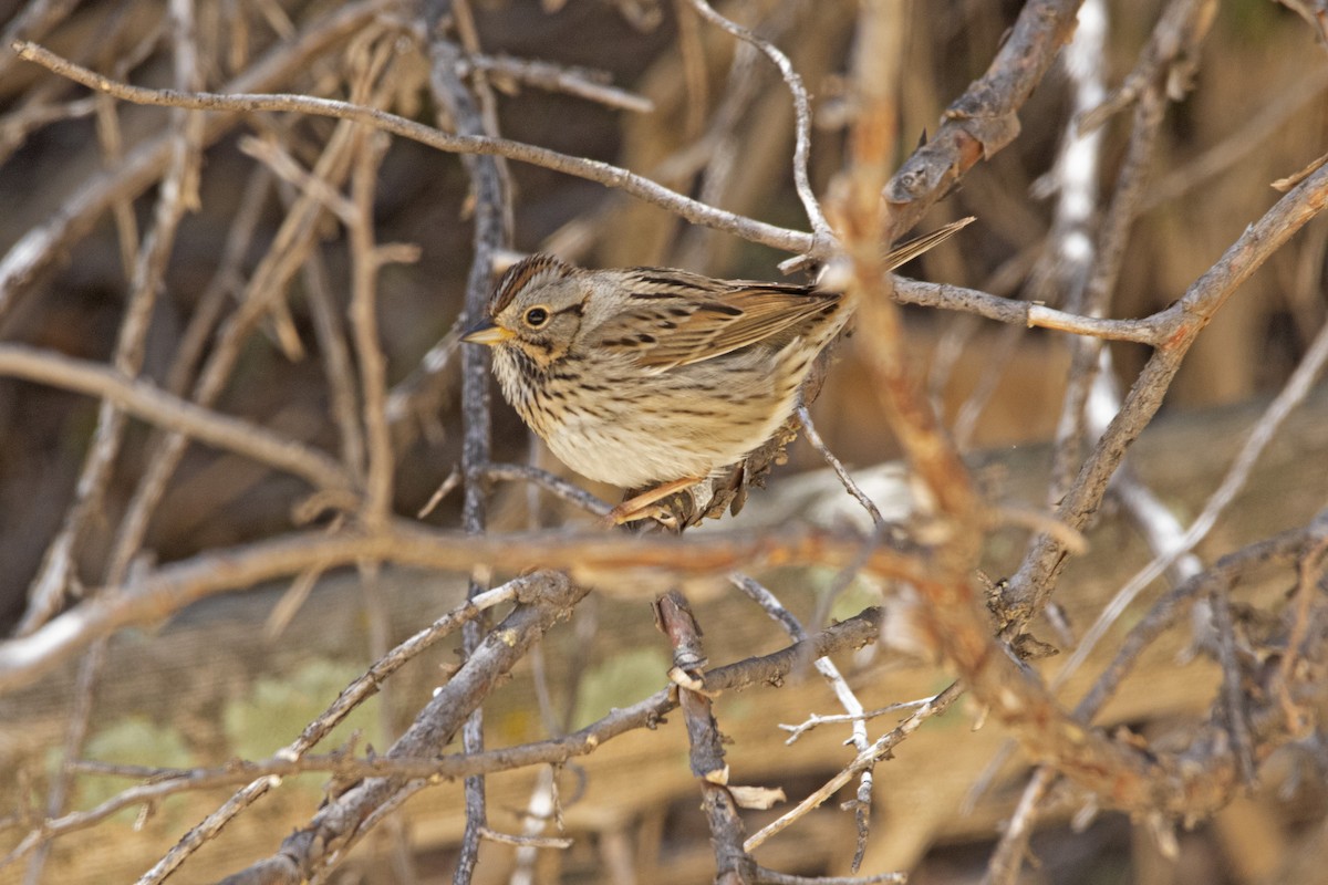 Lincoln's Sparrow - ML443843151