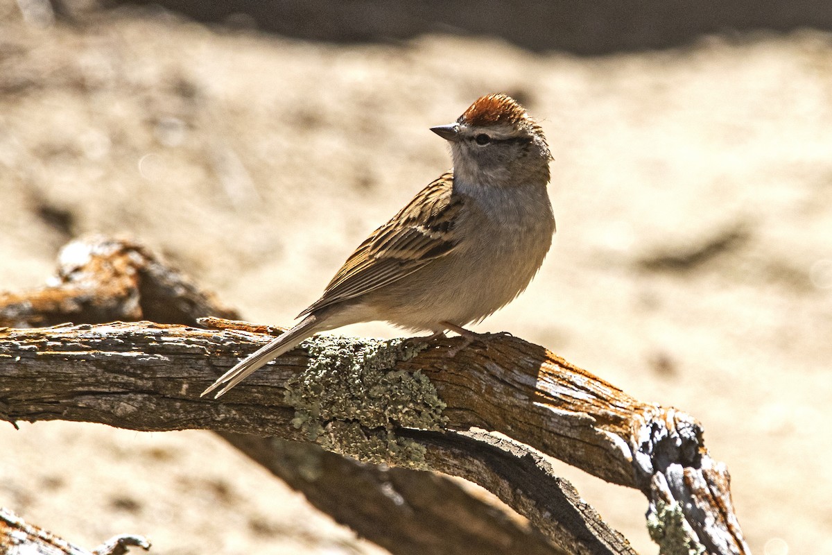Chipping Sparrow - ML443843361