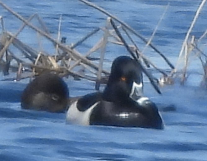 Ring-necked Duck - ML443843731