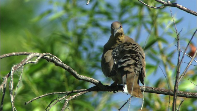 White-winged Dove - ML443844