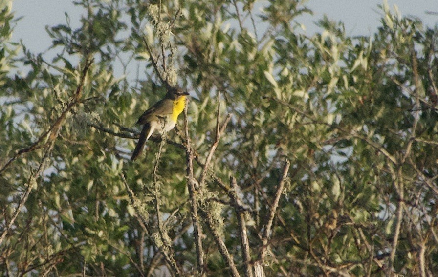 Yellow-breasted Chat - ML443845871