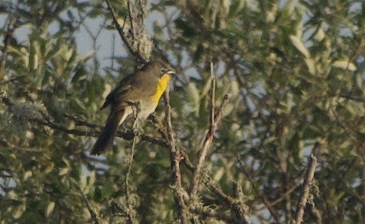 Yellow-breasted Chat - ML443845891