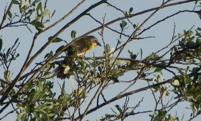Yellow-breasted Chat - ML443845911