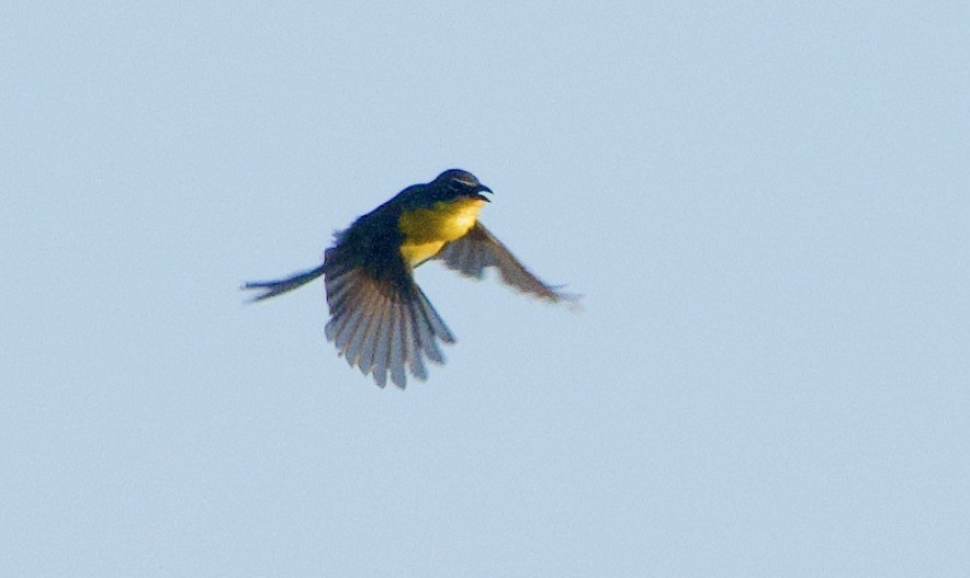 Yellow-breasted Chat - ML443845931