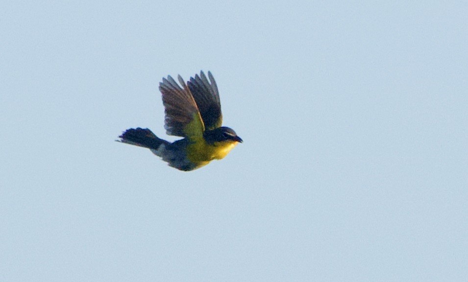Yellow-breasted Chat - ML443845951