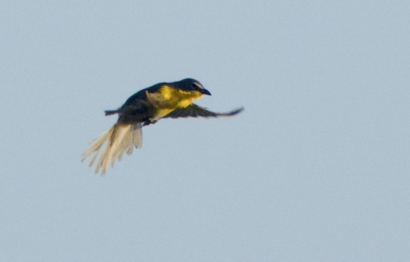 Yellow-breasted Chat - ML443845971
