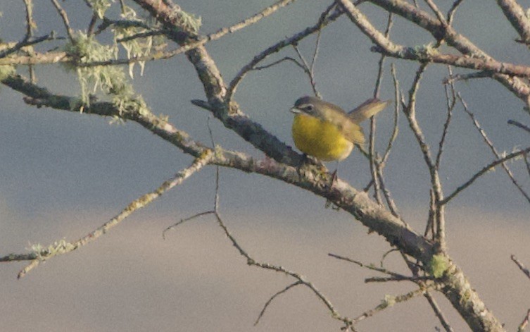 Yellow-breasted Chat - ML443845981