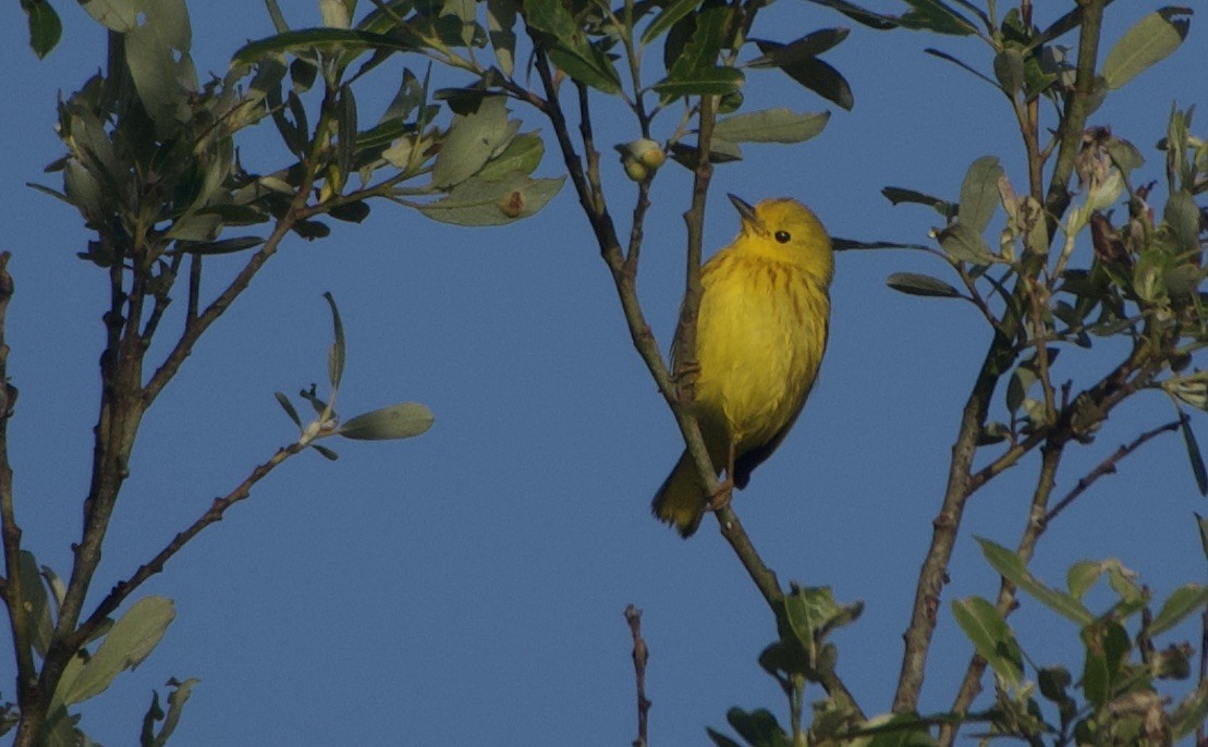 Yellow Warbler - John Callender
