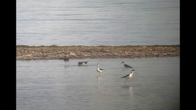 Black-necked Stilt - ML443846591