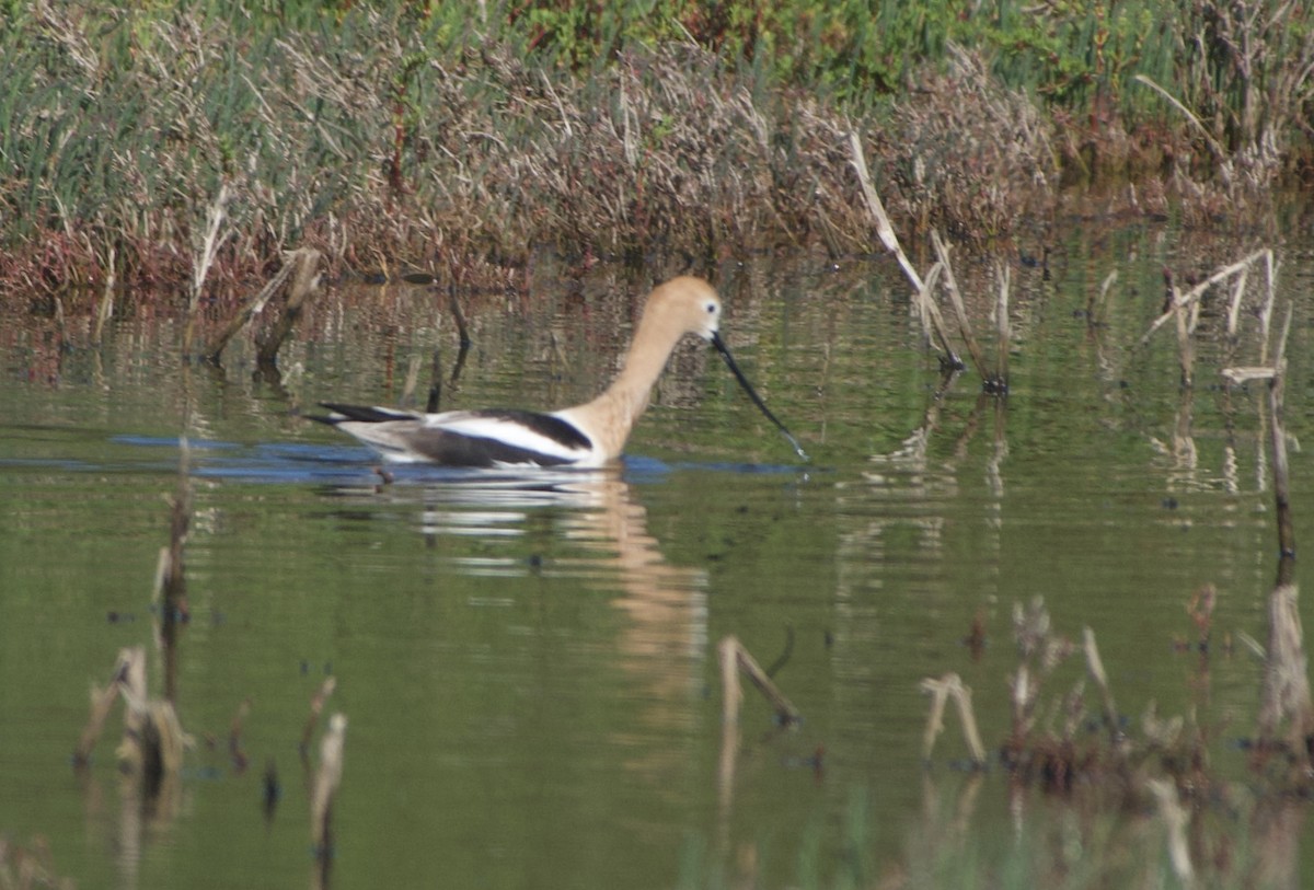 American Avocet - ML443847771