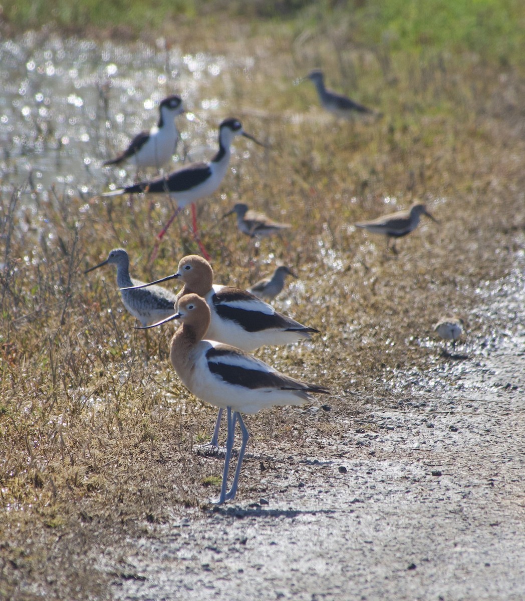 American Avocet - ML443847851