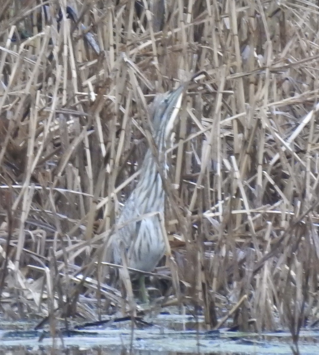 American Bittern - ML443849781