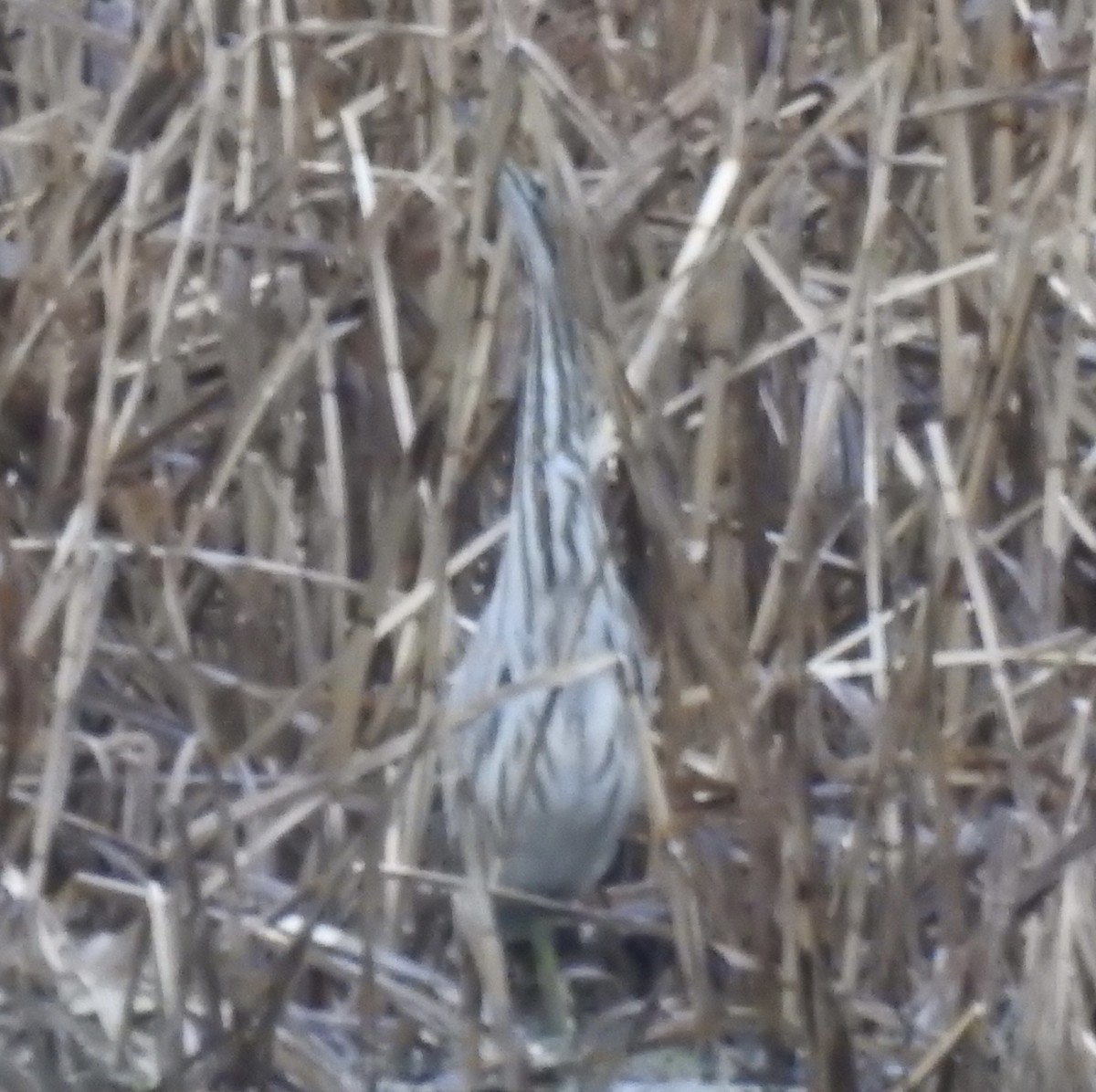 American Bittern - ML443849791