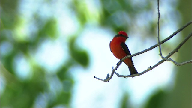 Vermilion Flycatcher (Northern) - ML443851