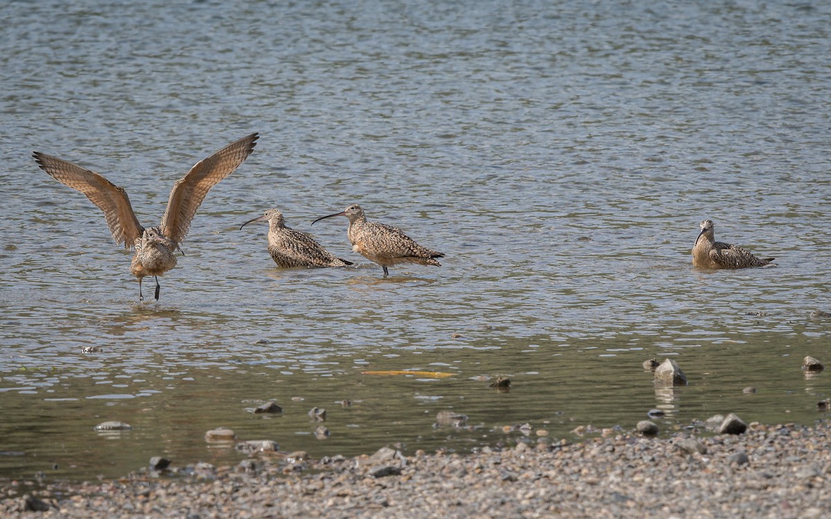 Long-billed Curlew - Liz Osborn