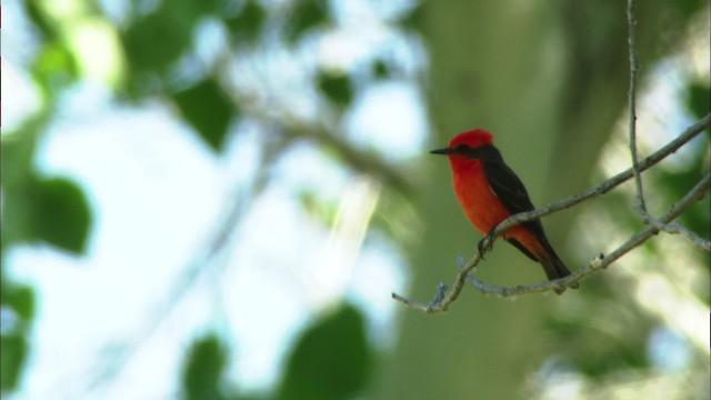 Vermilion Flycatcher (Northern) - ML443852